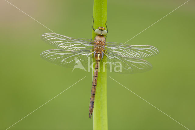 Vroege glazenmaker (Aeshna isoceles)