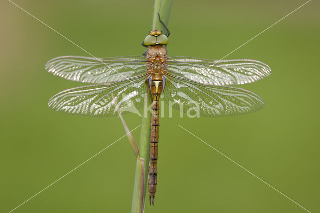 Vroege glazenmaker (Aeshna isoceles)