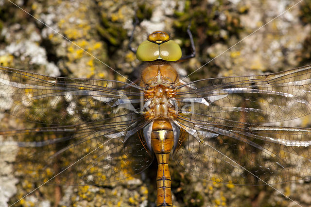 Vroege glazenmaker (Aeshna isoceles)