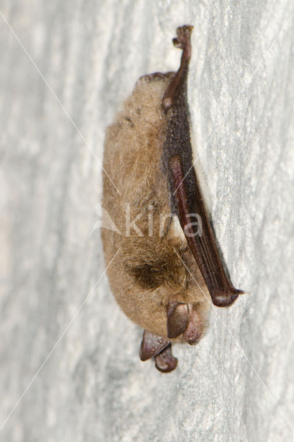 Watervleermuis (Myotis daubentonii)