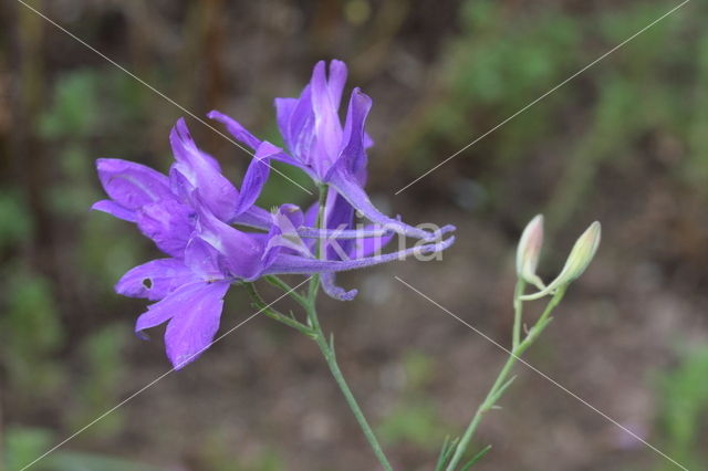 Wilde ridderspoor (Consolida regalis)