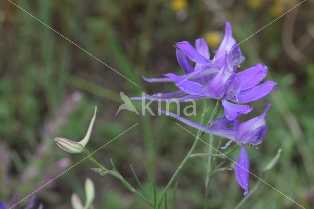 Wilde ridderspoor (Consolida regalis)