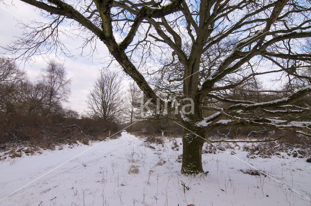 Zomereik (Quercus robur)