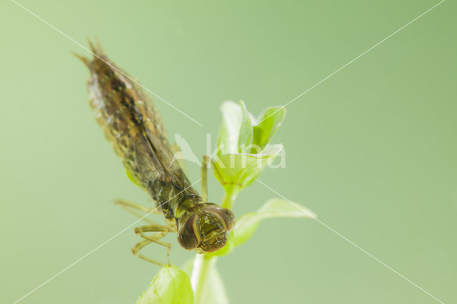 Zuidelijke glazenmaker (Aeshna affinis)