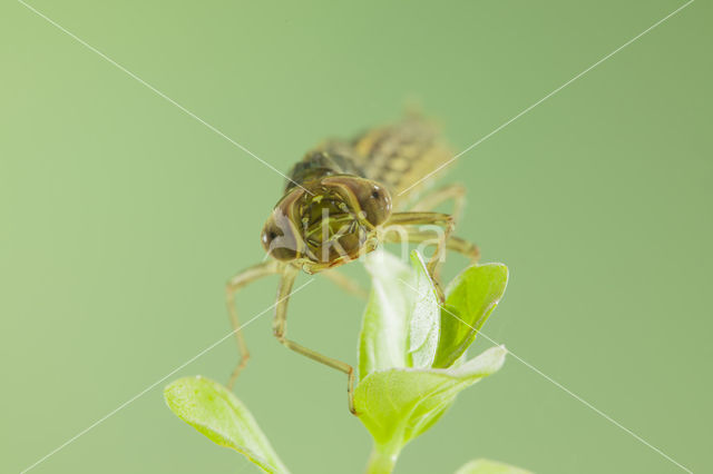 Zuidelijke glazenmaker (Aeshna affinis)