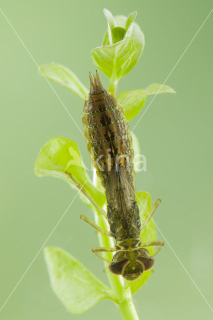 Zuidelijke glazenmaker (Aeshna affinis)