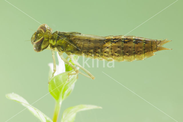 Zuidelijke glazenmaker (Aeshna affinis)