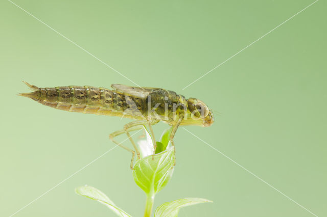 Zuidelijke glazenmaker (Aeshna affinis)