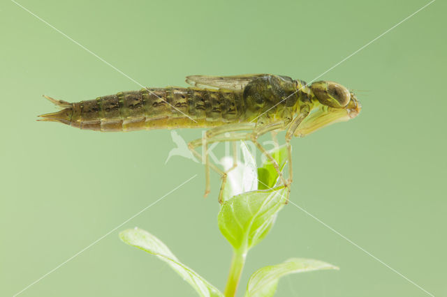 Zuidelijke glazenmaker (Aeshna affinis)