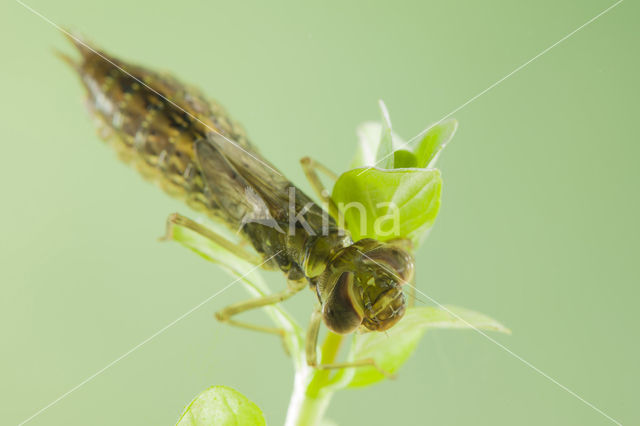 Zuidelijke glazenmaker (Aeshna affinis)