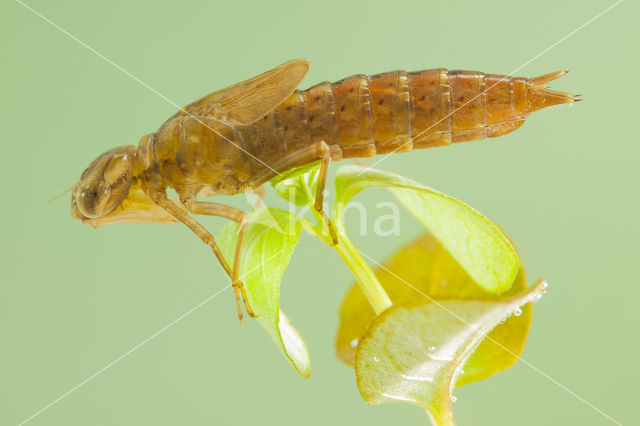 Zuidelijke glazenmaker (Aeshna affinis)