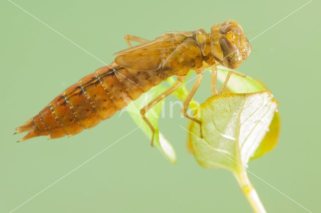 Zuidelijke glazenmaker (Aeshna affinis)