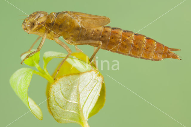 Zuidelijke glazenmaker (Aeshna affinis)