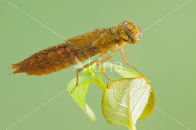 Zuidelijke glazenmaker (Aeshna affinis)