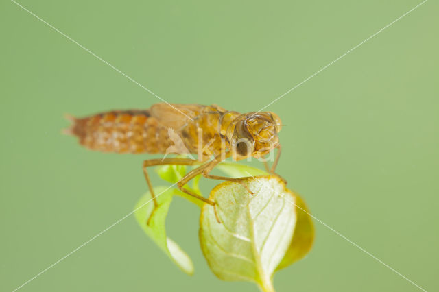 Zuidelijke glazenmaker (Aeshna affinis)