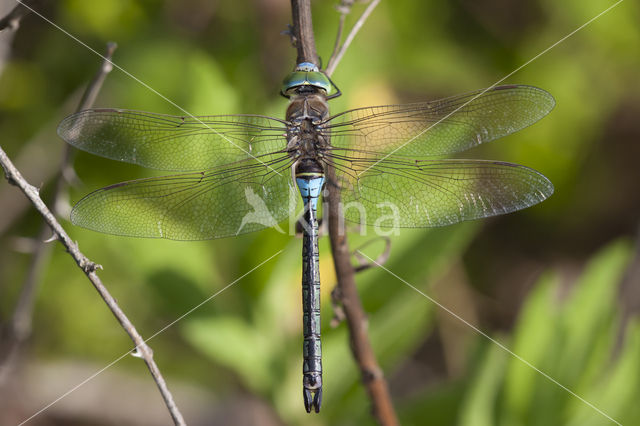 Zuidelijke keizerlibel (Anax parthenope)