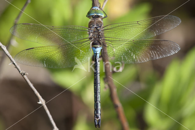 Zuidelijke keizerlibel (Anax parthenope)