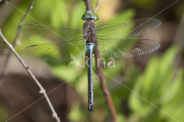 Zuidelijke keizerlibel (Anax parthenope)