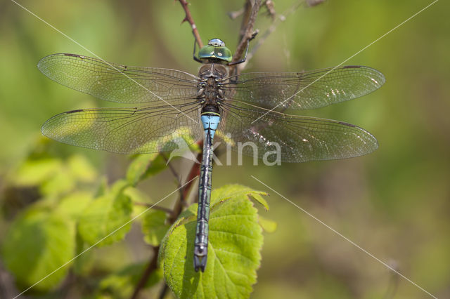 Zuidelijke keizerlibel (Anax parthenope)