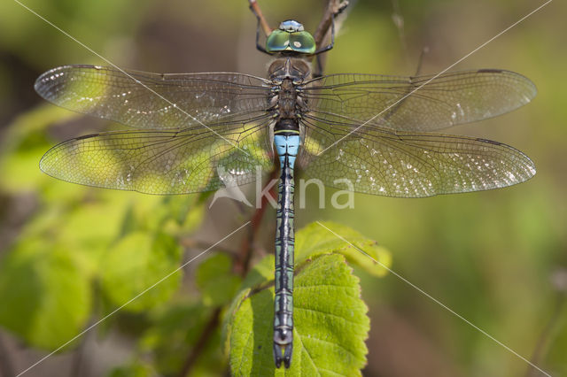 Zuidelijke keizerlibel (Anax parthenope)