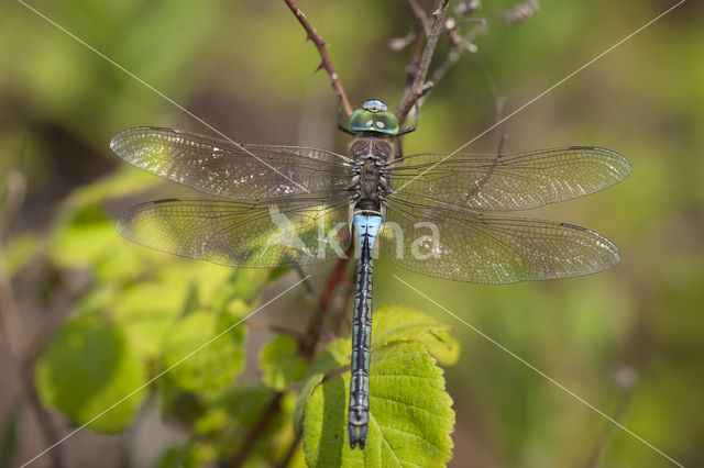 Zuidelijke keizerlibel (Anax parthenope)