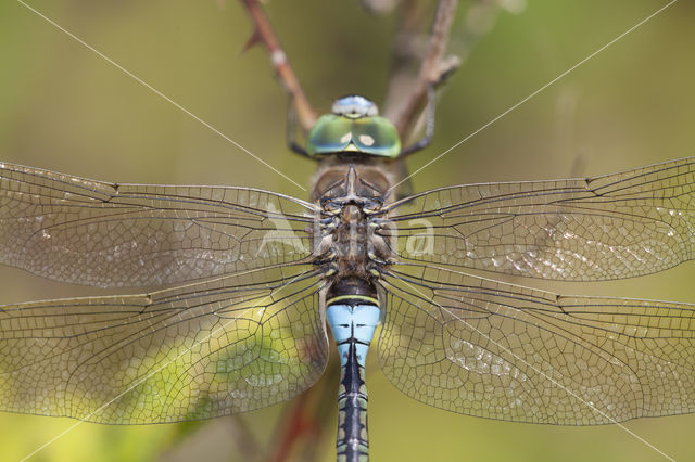 Zuidelijke keizerlibel (Anax parthenope)