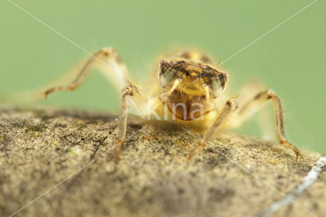 Zuidelijke oeverlibel (Orthetrum brunneum)