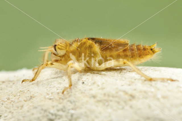 Zuidelijke oeverlibel (Orthetrum brunneum)