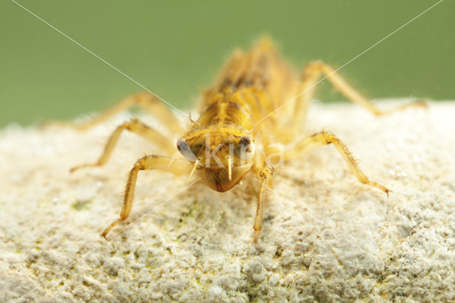 Zuidelijke oeverlibel (Orthetrum brunneum)