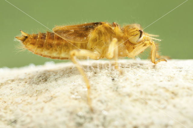 Zuidelijke oeverlibel (Orthetrum brunneum)