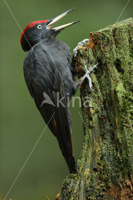 Zwarte Specht (Dryocopus martius)