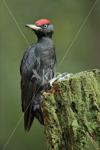 Zwarte Specht (Dryocopus martius)