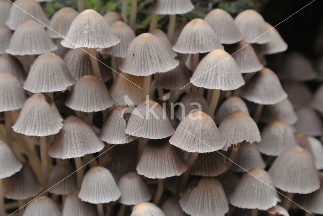 Zwerminktzwam (Coprinus disseminatus)