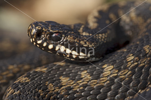 Common Viper (Vipera berus)