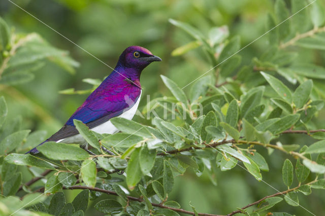 Amethistspreeuw (Cinnyricinclus leucogaster)