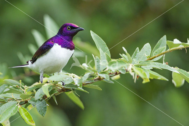 Amethistspreeuw (Cinnyricinclus leucogaster)