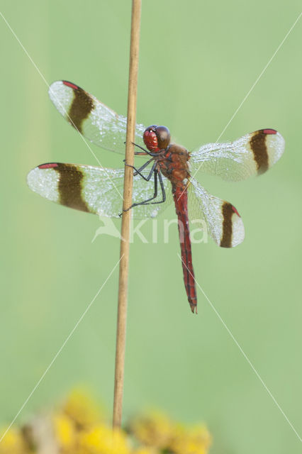 Bandheidelibel (Sympetrum pedemontanum)