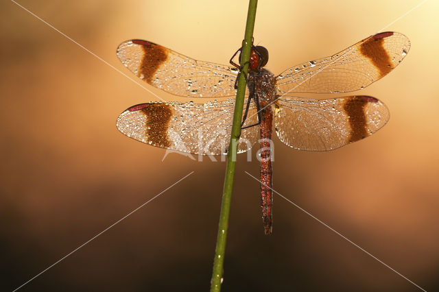 Bandheidelibel (Sympetrum pedemontanum)