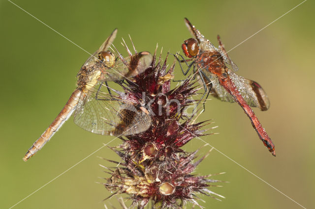 Bandheidelibel (Sympetrum pedemontanum)