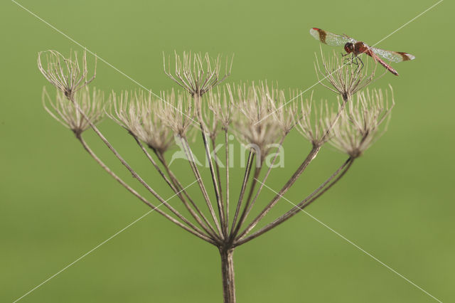 Bandheidelibel (Sympetrum pedemontanum)