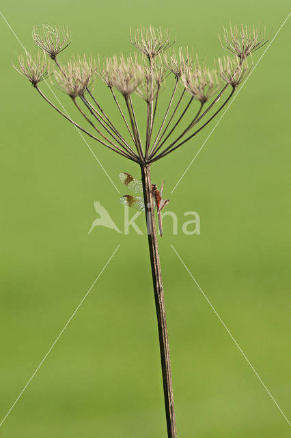 Bandheidelibel (Sympetrum pedemontanum)