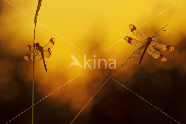 Bandheidelibel (Sympetrum pedemontanum)