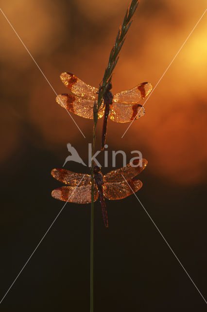 Bandheidelibel (Sympetrum pedemontanum)