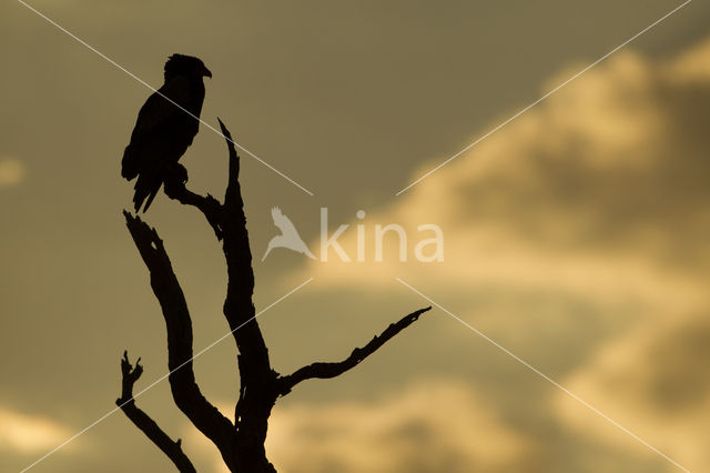 Bateleur