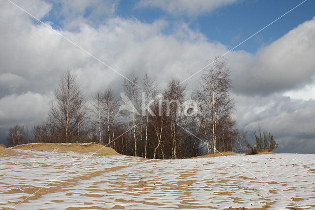 Berk (Betula)