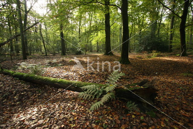 Beech (Fagus sylvatica)