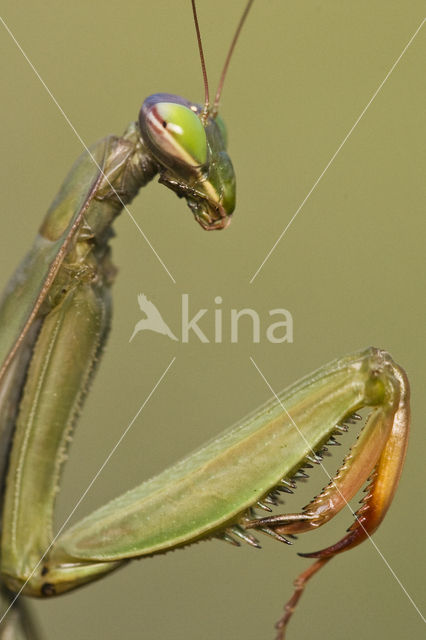 Bidsprinkhaan sp. (Mantis sp.)