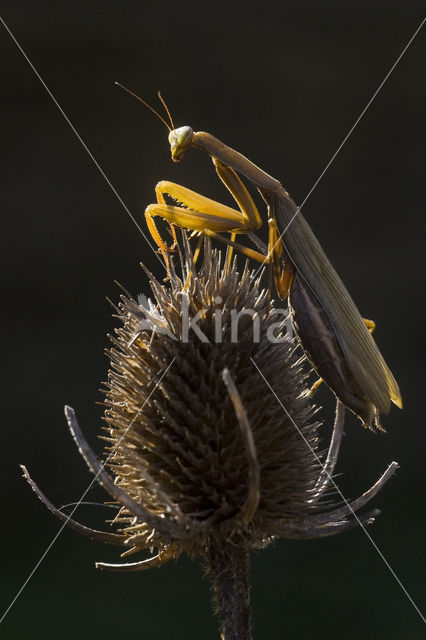 Bidsprinkhaan sp. (Mantis sp.)