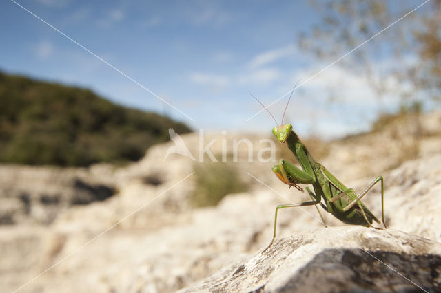 Bidsprinkhaan sp. (Mantis sp.)