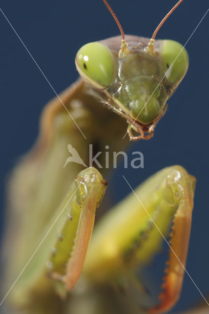 Praying mantis (Mantis sp.)